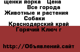 щенки йорка › Цена ­ 15 000 - Все города Животные и растения » Собаки   . Краснодарский край,Горячий Ключ г.